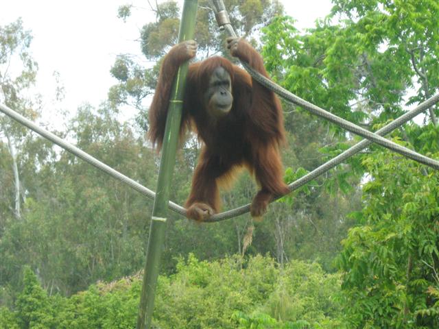 apr 23 08 orang