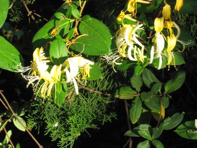 apr 29 flower