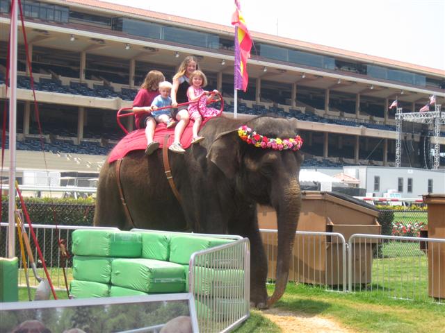 elephant ride