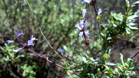 blacksage small
