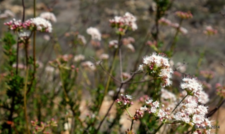 buckwheatflower small