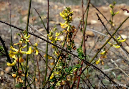 deerweedflower small