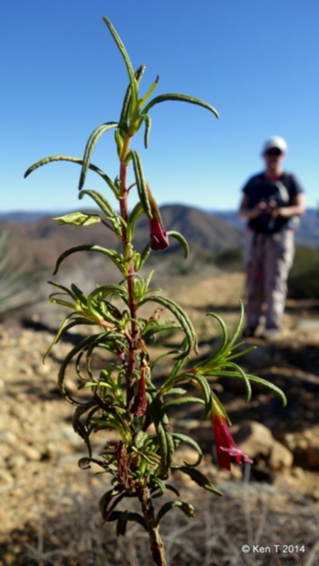 redmonkeyflower small