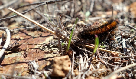 SaltMarshMothCaterpillarEstigmene_acrea small